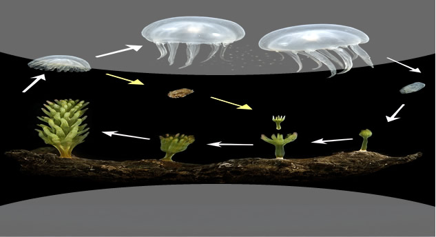Turritopsis dohrnii, μια Μέδουσα που αναγεννιέται